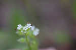 Spring forget-me-not